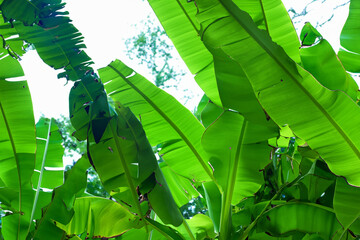 Nature's Canopy The Role of Green Banana Leaves in Forest Ecosystems