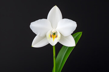 Fototapeta premium White Orchid flower isolated on background