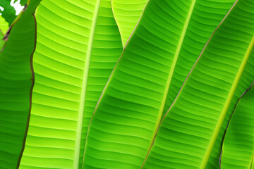 Nature's Canopy The Role of Green Banana Leaves in Forest Ecosystems