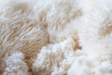 Lion's mane - Hericium erinaceus, medicinal mushroom, healthy fungus for brain function., It can be harvested for culinary use, acontains polysaccharides, such as β-glucan, hericenones and erinacines.