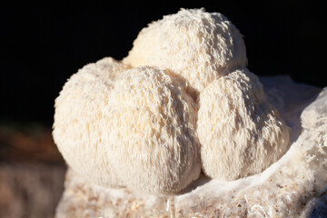 Lion's mane - Hericium erinaceus, medicinal mushroom, healthy fungus for brain function., It can be harvested for culinary use, acontains polysaccharides, such as β-glucan, hericenones and erinacines.