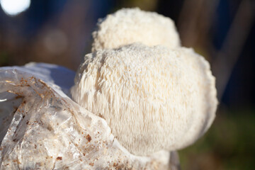 Lion's mane - Hericium erinaceus, medicinal mushroom, healthy fungus for brain function., It can be harvested for culinary use, acontains polysaccharides, such as β-glucan, hericenones and erinacines. © JoannaTkaczuk