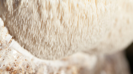 Lion's mane - Hericium erinaceus, medicinal mushroom, healthy fungus for brain function., It can be harvested for culinary use, acontains polysaccharides, such as β-glucan, hericenones and erinacines. © JoannaTkaczuk