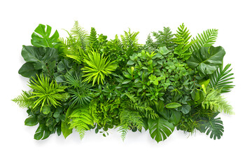 Fototapeta premium Green garden walls made of tropical plants, isolated on white background