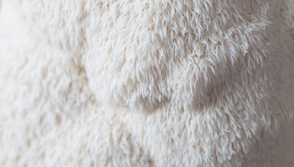Lion's mane - Hericium erinaceus, medicinal mushroom, healthy fungus for brain function., It can be harvested for culinary use, acontains polysaccharides, such as β-glucan, hericenones and erinacines.