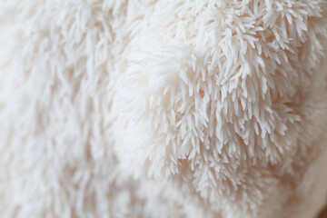 Lion's mane - Hericium erinaceus, medicinal mushroom, healthy fungus for brain function., It can be harvested for culinary use, acontains polysaccharides, such as β-glucan, hericenones and erinacines.