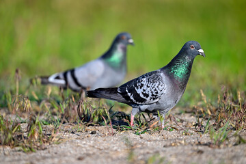 Stadttaube, Haustaube // Domestic pigeon (Columba livia f. domestica)