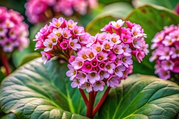 Fototapeta premium Heart-shaped Bergenia blooms bravely in winter.