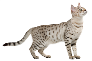 Standing Australian Mist Cat with Beautiful Coat Pattern Isolated on White Background. 