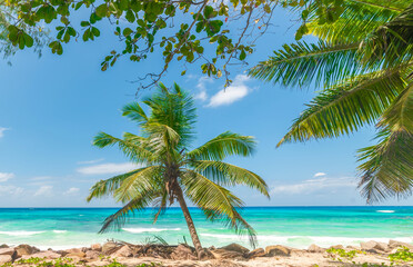 Obraz premium Palms by a beach with turquoise water