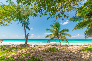 Fototapeta premium Tropical vegetation by a beach with turquoise water