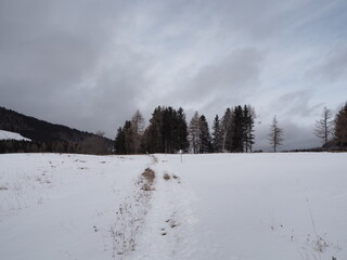 White snow against the background of the forest.