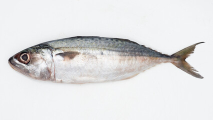 Raw fresh  Mackerel fish or ikan kembung and ingredients ,Fresh seafood concept.
