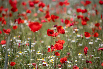 Poppie field in sunny day