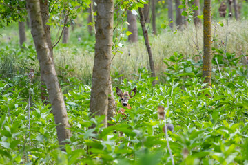 Naklejka premium Roe deer hidden in the forest