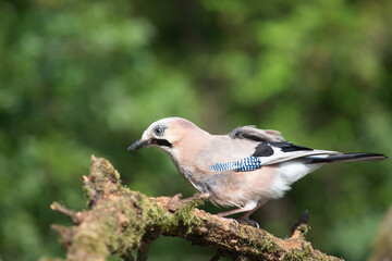 Eurasian Jay (Garrulus glandarius) on a branch in the forest