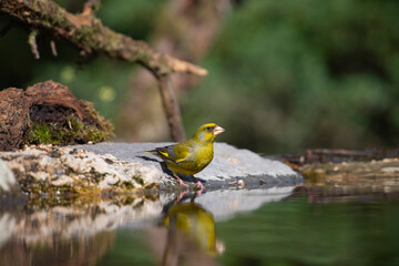 The European greenfinch