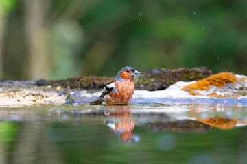 Beautiful songbird Common chaffinch in wildlife.