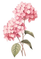 Obraz premium Pink Hydrangea branch art illustration hydrangea.