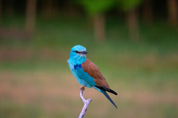 European roller (Coracias garrulus) bird.