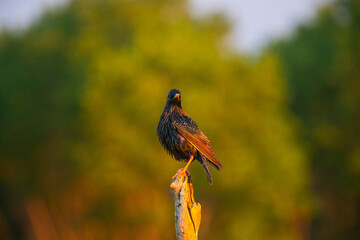 Common starling or European starling