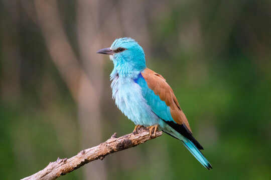 European roller (Coracias garrulus) bird.