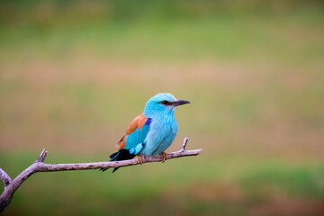 European roller (Coracias garrulus) bird.