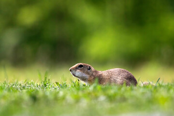 Funny ground squirrel
