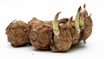 ginger isolated white background