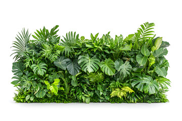 Green garden walls made of  tropical plants, isolated on white background