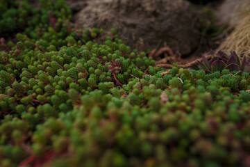 Obraz premium sedum or stonecrop succulent plant, soft focused close up shot of botanical garden flora