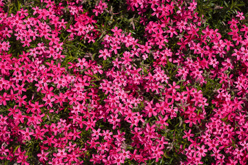 Beautiful Phlox subulata with bright pink flowers. Gardening, top view