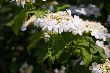 Soft focused close up shot of white viburnum flowers in bloom, blossoming guelder rose in spring...