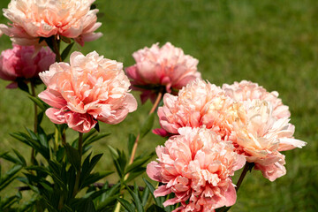 A bush with unusual delicate orange peony flowers.