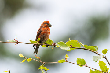 Fichtenkreuzschnabel