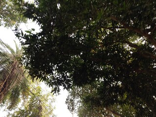 Beautiful gren trees in the village