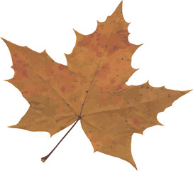 Autumn leaf realistic photo illustration isolated on a transparent background
