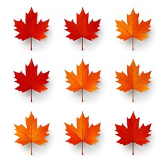 Fototapeta premium autumn maple leaves