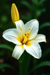 Pure white daylily petals with subtle yellow highlights, yellow, flora, flowers
