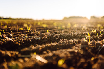 Black soil prepared for planting crop. Dirt soil ground in farm. Rich harvest concept. Agricultural...