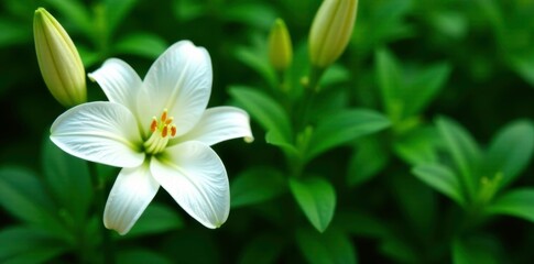 Fototapeta premium Pure white lily flowers isolated against dense green foliage, bloom, solitary