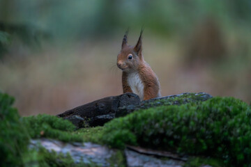 Das Eichhörnchen - ein hübscher Waldbewohner