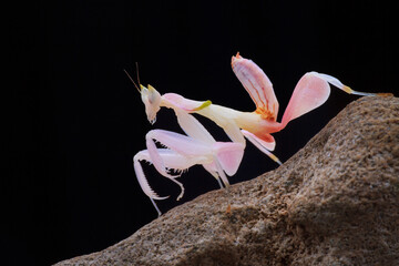orchid mantis on a black