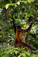 Geoffroy's spider monkey (Ateles geoffroyi), also known as the black-handed spider monkey, sitting high in the branches of a rainforest in Central America.