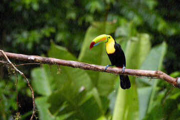 Keel-billed toucan (Ramphastos sulfuratus), also known as sulfur-breasted or keel or rainbow-billed toucan sitting in the rain on a branch with a green background.