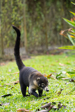 White-nosed coati (Nasua narica), also known as the coatimundi in the greenery of Arenal Volcano.