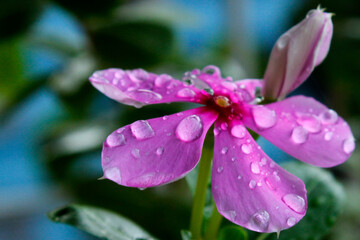 Fototapeta premium a pint color flower in the rain 