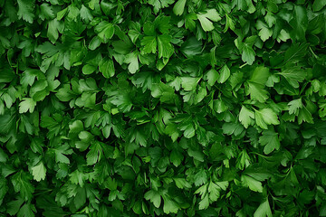 Obraz premium A vibrant background featuring fresh herbs neatly arranged on a rustic market table.