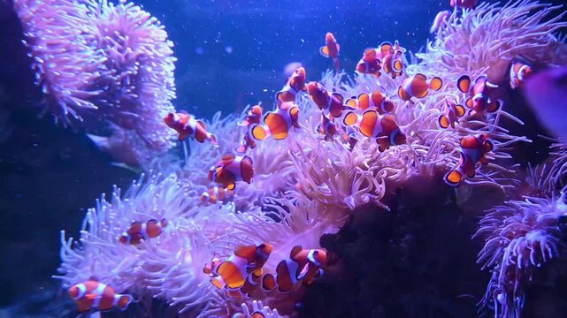Tropical sea corals and clown fish in marine aquarium. 