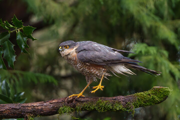 Sperber Männchen